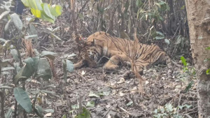 হরিণ শিকারে পাতা ফাঁদে আটকা বাঘ উদ্ধার