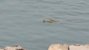 দুদিন ধরে রাজবাড়ীর পদ্মায় ঘুরছে কুমির