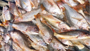 জেলের জালে ৬৮৭টি কোরাল, ১০ লাখ টাকায় বিক্রি