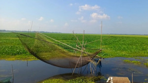 ৫ হাজার হেক্টরে কচুরিপানার স্তূপ ফসল আবাদ নিয়ে অনিশ্চয়তা