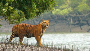 বাঘ-হাতি শিকারে ১২ বছর জেল