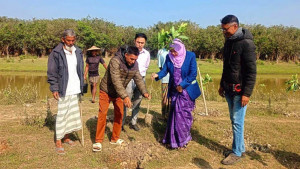 হাকালুকি হাওরে ২৭ হাজার গাছের চারা রোপণ