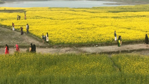 দর্শনার্থী ঠেকাতে সরিষা ক্ষেতে  পাহারা কৃষকের