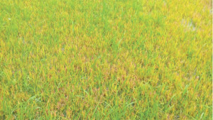 তীব্র শীতে বদলে গেছে বোরো বীজতলার রং