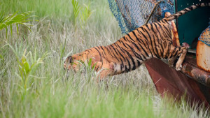 বনে ফিরল সেই বাঘিনি