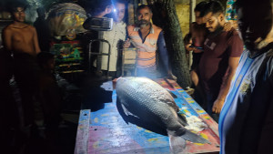 পদ্মায় ধরা পড়ল ৪০ কেজির কাতলা, বিক্রি হলো ৪৬ হাজার টাকায়