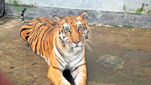 বনের বাঘিনি বনে ফিরছে আজ, চোখ রাখবে ২০ ক্যামেরা