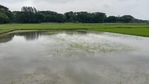 টানা পাঁচ দিনের বৃষ্টি-জোয়ারে হাতিয়ার দুই লাখ মানুষ পানিবন্দি