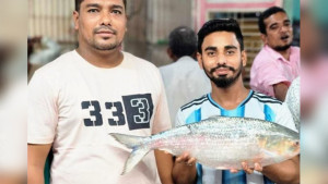 চাঁদপুরে এক ইলিশ বিক্রি হলো প্রায় ২৩ হাজার টাকায়