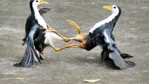 ডাহুকপাঁচালি