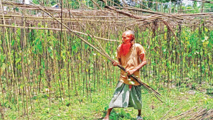 পানের দাম পাচ্ছেন না চাষি অনেকে ভাঙছেন বরজ