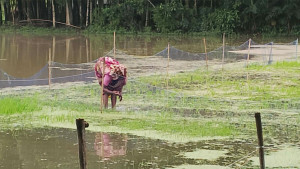 টানা বর্ষণে ৪৭ হেক্টর আমন বীজতলা তলিয়ে গেছে