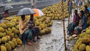 টানা বৃষ্টিতে কাঁঠাল ব্যবসায় ধস