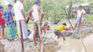 আমন ধানের বীজতলার বড় ক্ষতি