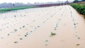 আগাম সবজি ক্ষেতের সর্বনাশ