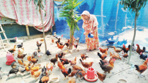 দেশি মুরগি পালনে ভাগ্যবদল
