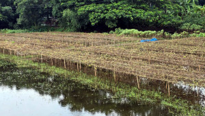 টানা বৃষ্টিতে নষ্ট ২২২ হেক্টর জমির সবজি