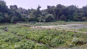 নদী পারাপারে সাঁকো, বর্ষায় স্কুলে যেতে পারে না শিক্ষার্থীরা