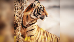 বাঘ সুরক্ষায় লোকায়ত জ্ঞান