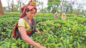 শিল্প নয়, চা হোক কৃষিপণ্য