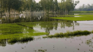 আমনের ৩৩ হেক্টর বীজতলা  নষ্ট, উৎপাদন কমার শঙ্কা