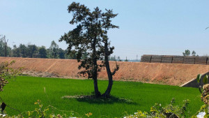 ইজারা বাতিল হলেই ‘চকরিয়া সুন্দরবন’ ফিরবে
