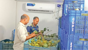 সবজির কোল্ডস্টোরেজ  আমচাষিরও ভরসা