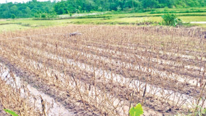 বন্যায় তছনছ চট্টগ্রামের কৃষি, প্রণোদনার অপেক্ষায় কৃষক