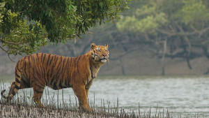 বাঘ সংরক্ষণে ১০ সদস্যের কমিশন
