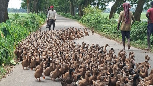 সাফল্যের শুরু একশ ডিমে