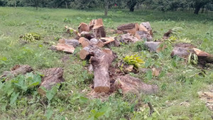 ইকো পার্কে মরা গাছের আড়ালে তরতাজা গাছ নিধন