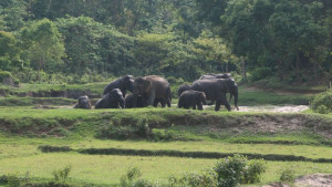 গারো পাহাড়ে হাতি-মানুষ রক্ষায় বসছে এআই প্রযুক্তি