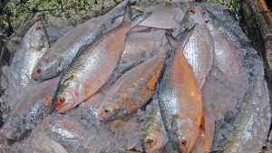 ইলিশ আহরণ কাগজে তিন গুণ, বাস্তবে মিলছে না