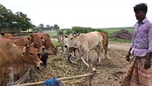 লাম্পি রোগে টিকা নেই সরকারি হাসপাতালে, ৩২ গরুর মৃত্যু