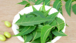 বর্ষায় গোসলের পানিতে নিমপাতা মেশানোর যত উপকার