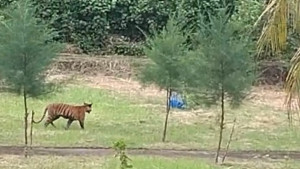 একদিনের ব্যবধানে দুবার দেখা মিলল রয়েল বেঙ্গল টাইগারের  