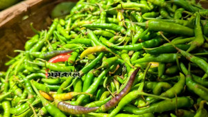 টানা বর্ষণের প্রভাবে উল্লাপাড়ায় কাঁচা মরিচের কেজি ৩৫০ টাকা
