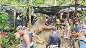 পাহাড় থেকে পড়ে আহত হাতিকে বাঁচানো গেল না