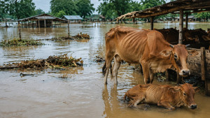 চট্টগ্রাম অঞ্চলে বন্যায় মারা গেছে ১ লাখ ৬১ হাজার গবাদিপশু