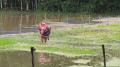 টানা বর্ষণে ৪৭ হেক্টর আমন বীজতলা তলিয়ে গেছে
