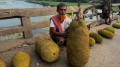 এক কাঁঠালের ওজন ৪১ কেজি 
