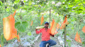 ৫ কেজি ওজনের শসা চাষে বাজিমাত