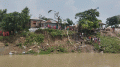 কুষ্টিয়ায় পদ্মার ভাঙনে হুমকিতে নদী রক্ষা বাঁধ ও বসতভিটা