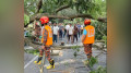 সীতাকুণ্ডে গাছ কাটার ঘটনায় সওজের মামলা, গ্রেপ্তার ২