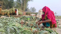 তামাক কোম্পানির সুবিধা যেভাবে নারীর জন্য হুমকি