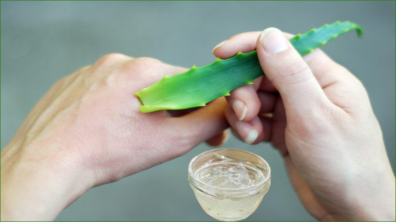 র‍্যাশ ও চুলকানিতে অ্যালোভেরা কতটা কার্যকর?
