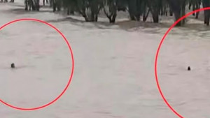 প্রবল জোয়ার ভেসে যাচ্ছিলেন ৪ পর্যটক, উদ্ধার করলেন গ্রাম পুলিশ