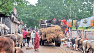 ২২ লাখের বেশি পশু অবিক্রীত, পথে বসার শঙ্কায় খামারিরা