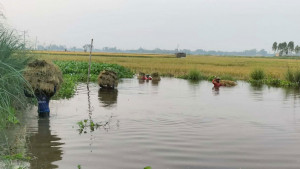 গলা পানিতে ধান, কাটতেই যাচ্ছে ফসলের ৪০ শতাংশ