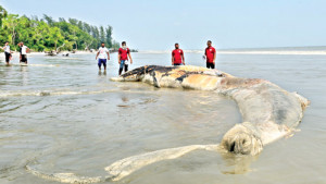 কুয়াকাটায় এবার  ভেসে এলো বিশাল মৃত বেলিন তিমি